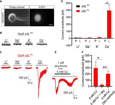 Cesium activates the neurotransmitter receptor for glycine